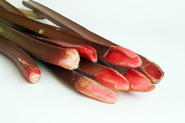 Image showing rhubarb