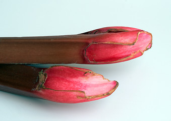 Image showing rhubarb