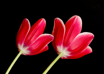 Image showing Red Tulips