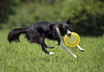 Image showing Dog frisbee