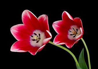 Image showing Red tulips