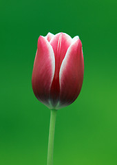 Image showing Red tulip