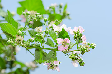 Image showing Summer raspberry blossoming bush with purple flowers