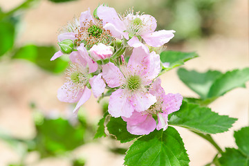 Image showing Bunch of blackberry or raspberry spring blossom