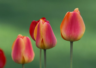 Image showing Red tulips
