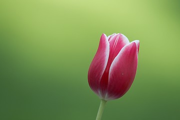 Image showing Red tulip