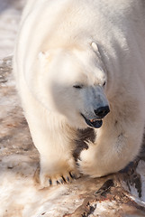 Image showing White bear in zoo