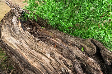 Image showing Bright green leaves with tree trunk