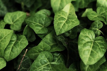 Image showing Leaves of fresh green ivy closeup