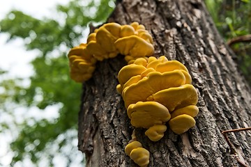 Image showing Edible tinder fungus on tree trunk