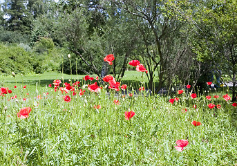 Image showing poppy flowers