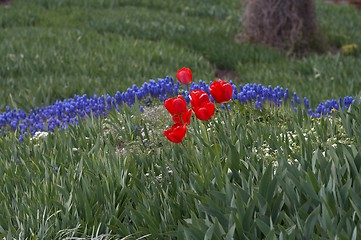 Image showing Tulips and hyacinths