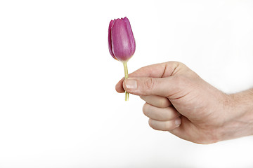 Image showing Man offering little tulip