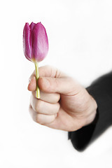 Image showing Man offering little tulip