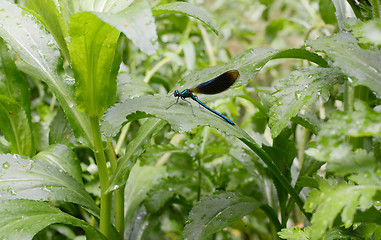 Image showing Banded demoiselle damselfly 