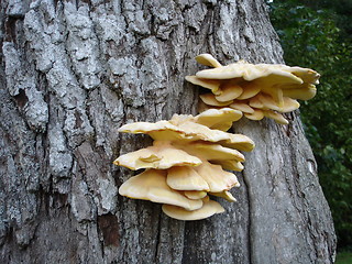 Image showing Mushrooms