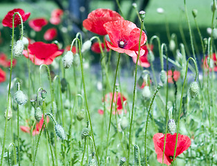 Image showing poppy flowers