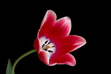 Image showing Red tulip