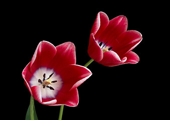 Image showing Red tulips