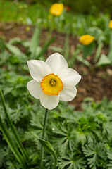 Image showing spring white narcissus with yellow center  