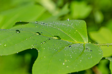 Image showing Closeup of dew water drops on tulip tree leaf 