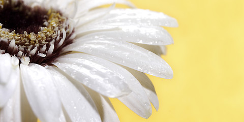 Image showing White gerbera