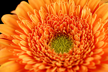 Image showing Close-up of a gerbera