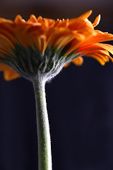 Image showing Close-up of a gerbera