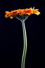 Image showing Orange gerbera