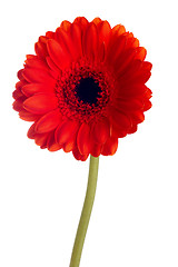 Image showing Red gerbera