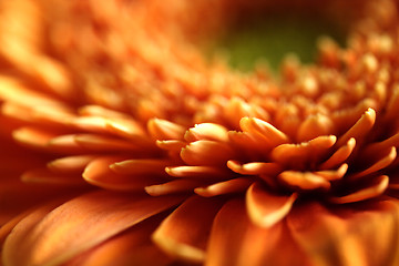 Image showing Close-up of a gerbera