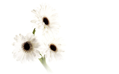 Image showing White gerberas