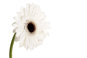 Image showing White gerbera