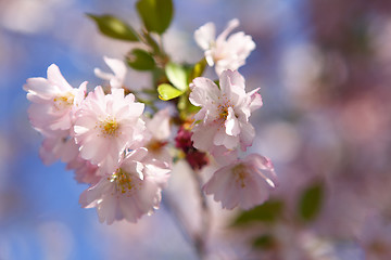 Image showing Cherry blossoms