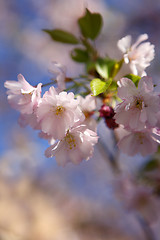 Image showing Cherry blossoms