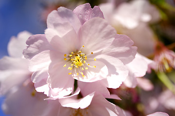 Image showing Cherry blossoms