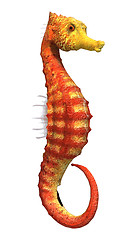 Image showing Seahorse