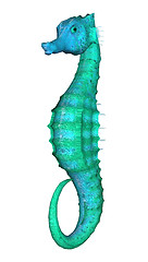 Image showing Seahorse