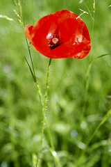 Image showing Red poppies