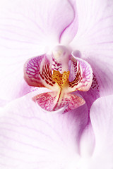 Image showing Orchid