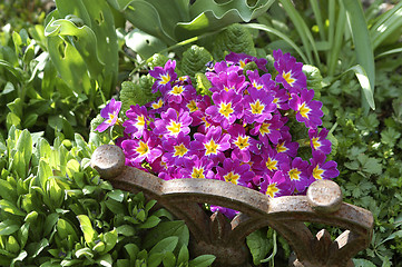 Image showing Purple primroses