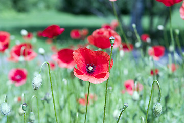 Image showing poppy flowers