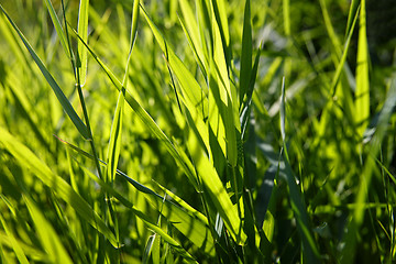 Image showing Close-up of green reed