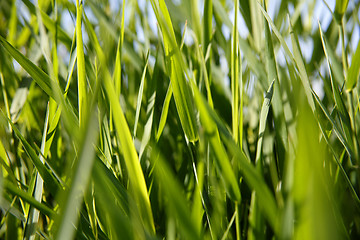 Image showing Close-up of green reed