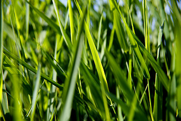 Image showing Close-up of green reed