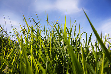 Image showing Green reed on the lake