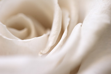 Image showing Rose in beige