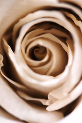 Image showing Rose in beige