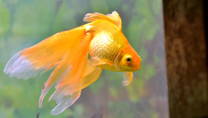 Image showing Gold fish (golden carp)