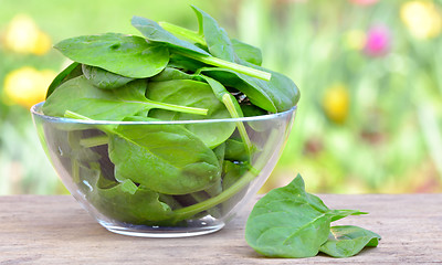 Image showing spinach 